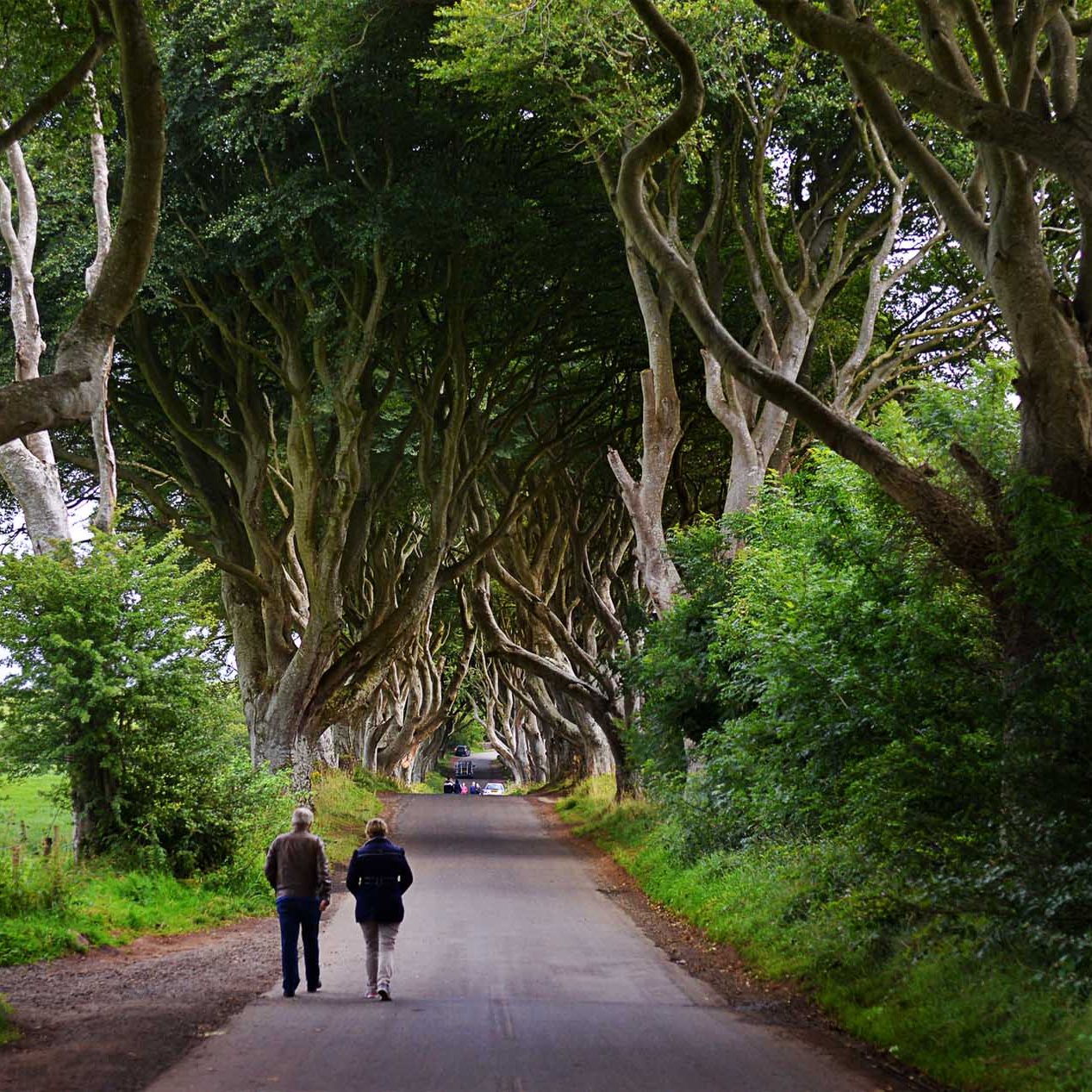 Dark Hedges Northern Ireland Belfast Private Tours