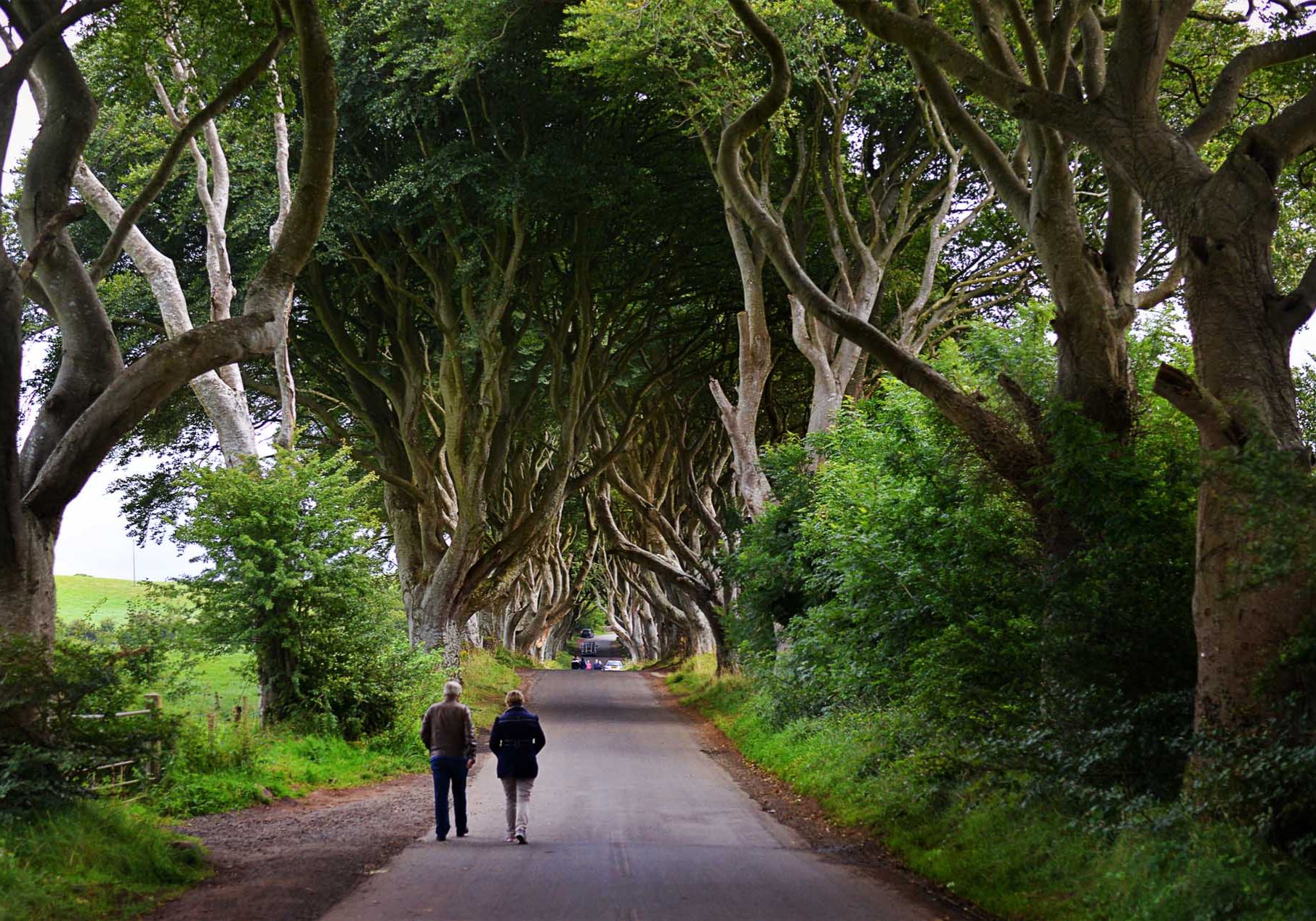 Dark Hedges Northern Ireland Belfast Private Tours